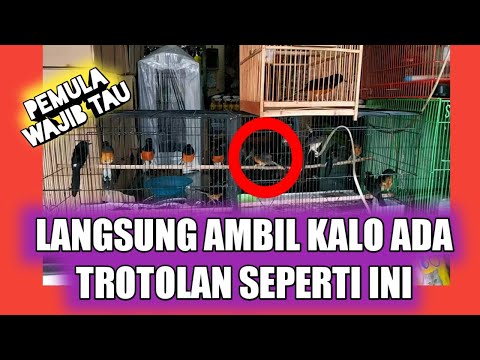 Cara memilih trotolan murai batu prospek
