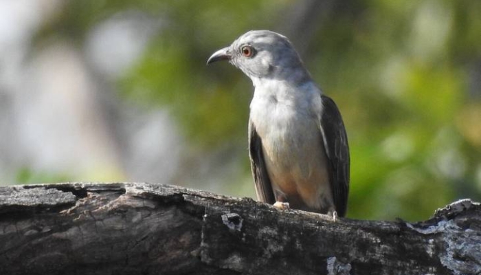 wiwik-kelabu,-kelompok-burung-yang-suka-mencuri-sarang-lain