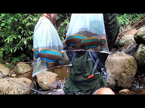 SURGANYAA CHANNA LIMBATA WARNA BIRUU..!! Mancing ikan channa limbata disungai pedalaman hutan