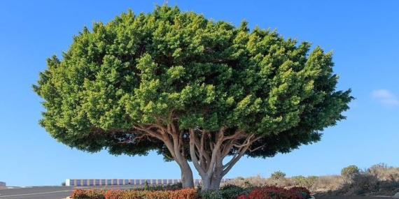 Mengenal Pohon Ficus, Rumah bagi Banyak Spesies