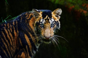 legenda-harimau-campa-dan-lumba-lumba-putih,-cerita-rakyat-dari-sumatera-barat