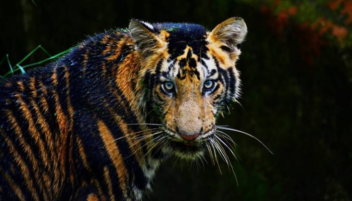 legenda-harimau-campa-dan-lumba-lumba-putih,-cerita-rakyat-dari-sumatera-barat