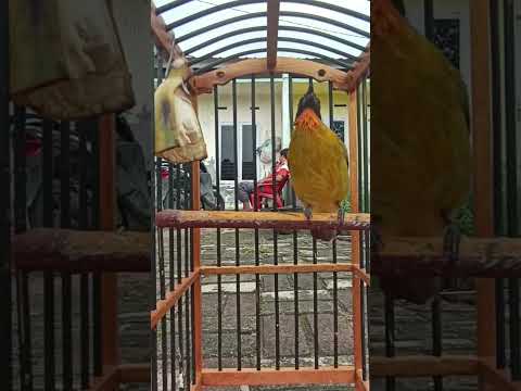 Kutilang emas gacor full #kutilangkicau #kicaumania #kutilang #burung