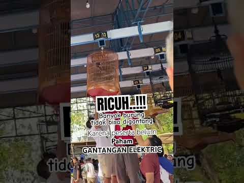 Lomba burung RICUH .!!! Gantangan electrik keburu DITUTUP #lombamuraibatu #lombamurai