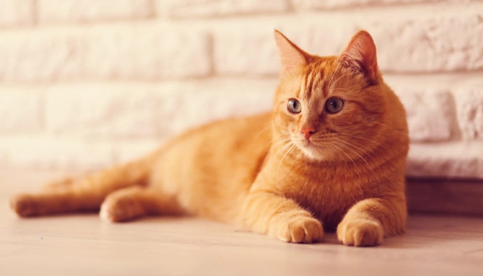 asal-usul-kucing-oren-bermula-dari-kesalahan-mutasi-genetika