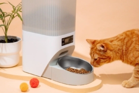 9-jenis-perlengkapan-kucing-yang-wajib-dibeli-pawrents-pemula