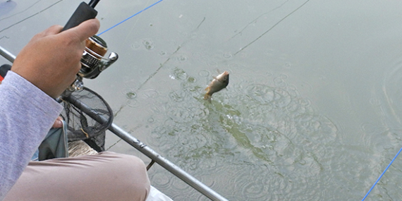 Umpan Air Tawar : Racikan Umpan Simple Lomba Ikan Mas Dari Djempol   
