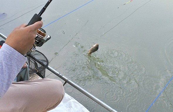 umpan-air-tawar-:-racikan-umpan-simple-lomba-ikan-mas-dari-djempol-  