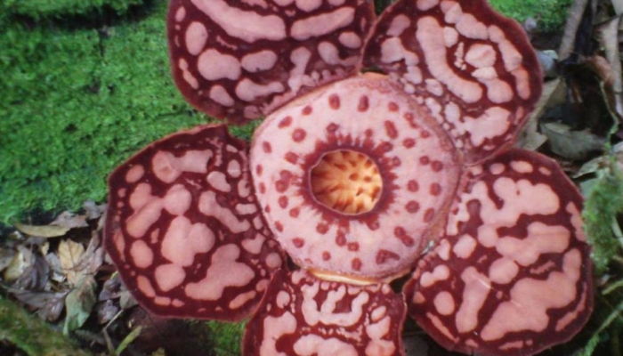 rafflesia-hasseltii-ditemukan-di-pedalaman-hutan-sumatra-usai-13-tahun-pencarian