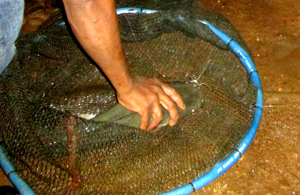 umpan-air-tawar-:-racikan-umpan-gt-lele-daging-sapi