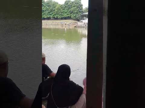 Agro Wisata Cilangkap #feed #viral #danau #mancing #water #lomba #fishing #fishingvideo #fish