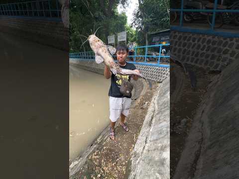 Mancing Dapat Ikan Lele Monster Berat 10 Kg #mancing #lele #lelemonster #mancingmania #mancingliar