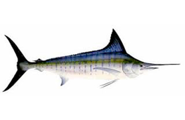 berikut-jenis-ikan-billfish-(berparuh),-perkiraan-berat-&-rekor-dunia