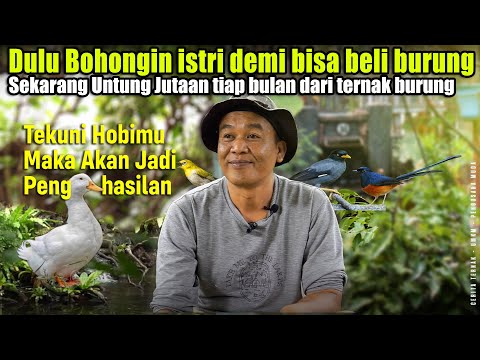 Ternak Burung Kicauan Dengan Sistem Aviari, Hiburan Dapet Cuan Dapet, Kicau Mania Harus Nonton Ini