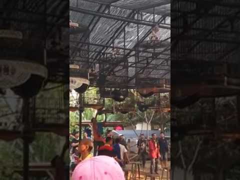 suasana kelas murai batu