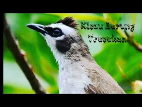 KICAU BURUNG TRUCUKAN GACOR ROPEL,MASTER KICAU MANIA Pancingan mantap