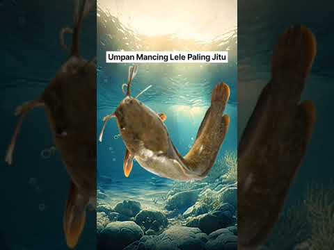 Umpan Mancing Ikan Lele Paling Ampuh #shorts