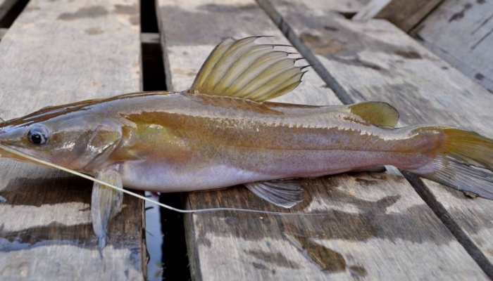 ikan-baung,-penghuni-sungai-sungai-besar-indonesia-yang-lezat-dan-bergizi