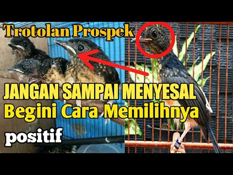 cara memilih trotolan murai batu prospek || cara memilih murai batu trotolan