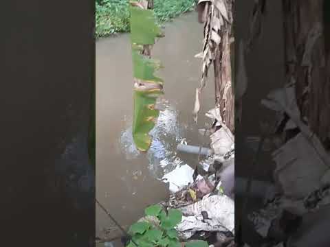 strike ikan lele lokal | micro fishing