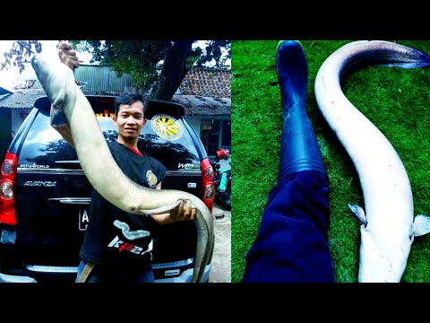 Kumpulan Sidat Monster, Hasil Dari Para Komunitas Mancing Sidat