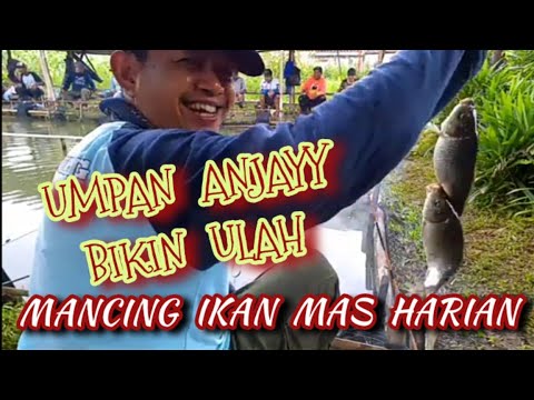 Umpan Anjayy Bikin Ulah. , Mancing Ikan Mas Harian dapat 15 Ekor