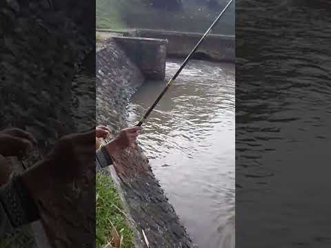 strike baby masheer || micro fishing