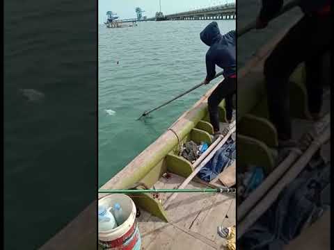 KAWAN KAWAN NYA MEMBERI SEMANGAT SAAT STRIKE IKAN BESAR @굳리뷰 #shorts