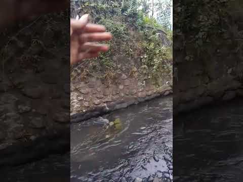 strike wader cakul || micro fishing