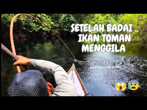 SETELAH BADAI REDA .. ENTAH MENGAPA IKAN DISUNGAI INI MENGAMUK .. !!! .. 😰😱 ..