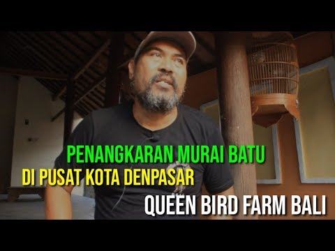 PENANGKARAN MURAI BATU DI PUSAT KOTA DENPASAR!!! [QUEEN BIRD FARM BALI]]