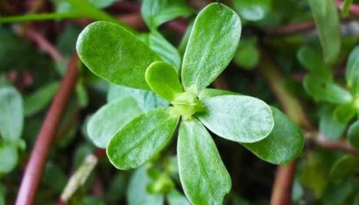 krokot,-tanaman-liar-yang-berpotensi-untuk-bahan-obat-dan-kosmetik