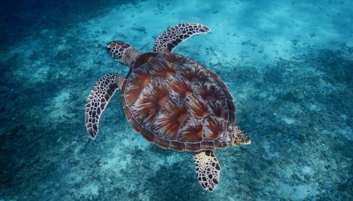 penyu-hijau,-biota-laut-yang-mengarungi-2.000-kilometer-lautan