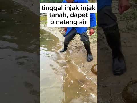 Cari hewan labi labi di sungai #shorts #short #hewan #binatang #labilabi #kurakura #kurakuraair