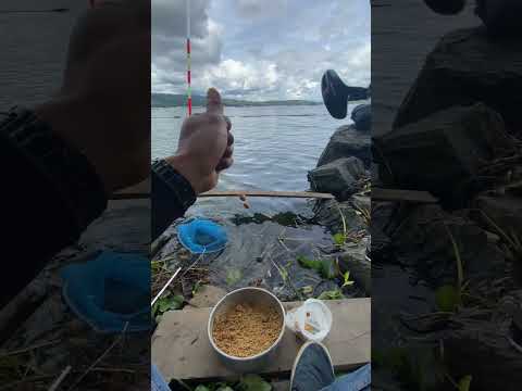 Tehnik kita mancing dasaran di danau toba pakai umpan taburan, supaya ikan ikan kumpul