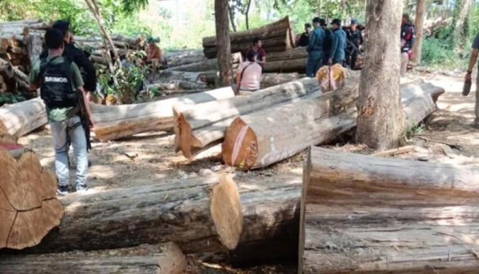 kemenhut-tangkap-1-anggota-sindikat-pembalakan-liar-tn-baluran