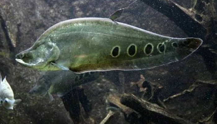 kolaborasi-jsn-dan-brin-perkuat-domestikasi-ikan-belida-lopis-(chitala-lopis)