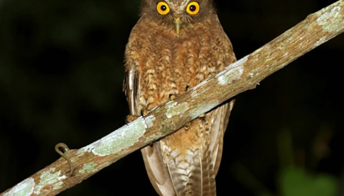 punggok-sumba-(ninox-sumbaensis),-burung-hantu-endemik-pulau-sumba