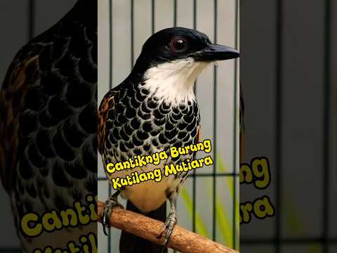 Cantik Bersuara Merdu! Ini Dia Kutilang Mutiara Idaman Kicau Mania!#shorts #kutilang #kutilangmania