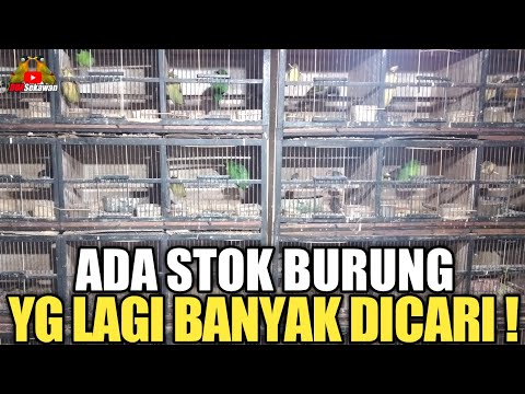 TERNYATA ! KICAU MANIA LAGI BANYAK YANG NYARI BURUNG SEPERTI INI DI KIOS PASAR BURUNG PRAMUKA