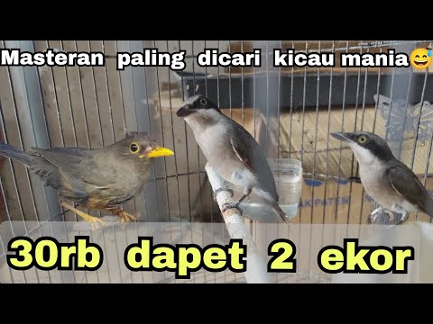MASTERAN PALING DICARI KICAU MANIA😅❗ 30rb DAPET 2 EKOR❗❗❗