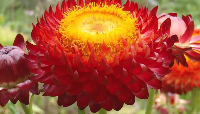 cantiknya-bunga-kurulu-(xerochrysum-bracteatum),-bunga-abadi-dari-papua