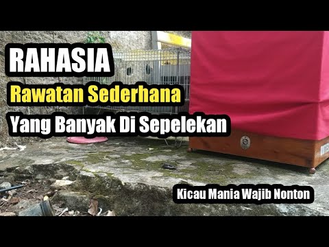 RAHASIA RAWATAN SEDERHANA YANG BANYAK DISEPELEKAN | KICAU MANIA WAJIB TONTON #KICAUMANIA