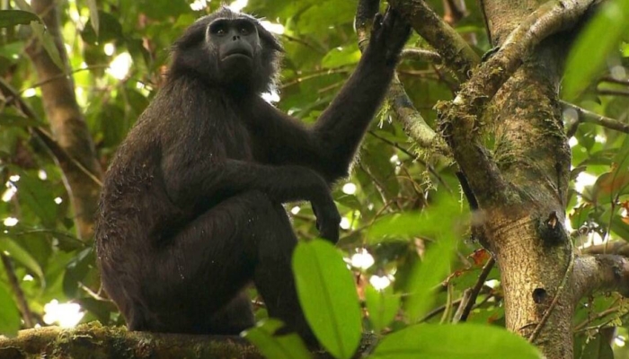 simakobu,-primata-eksotis-berhidung-pesek-endemik-kepulauan-mentawai