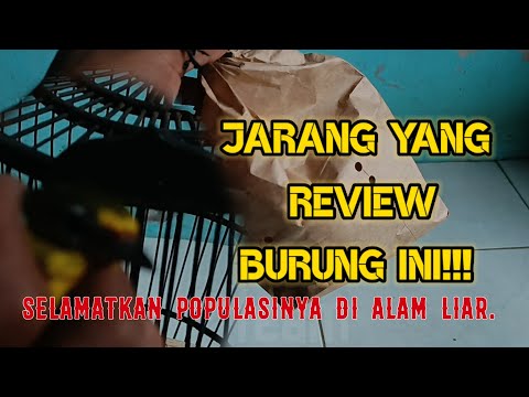 Burung ini jarang dipelihara kicau mania, padahal punya ciri khas unik. Seperti ini ciri khasnya.