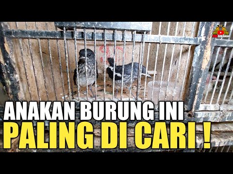MULAI 15RB AN ! ADA ANAKAN BURUNG PALING DI CARI KICAU MANIA KIOS PASAR BURUNG PRAMUKA