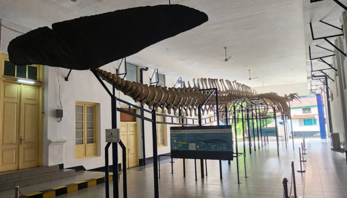museum-zoologi-bogor,-jendela-fauna-terlengkap-asia-tenggara