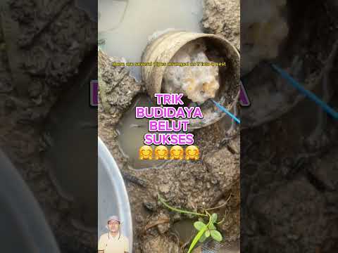 CARA BUDIDAYA BELUT MEMIJAHKAN TELURNYA 😎