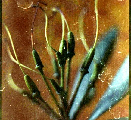 salt,-texture,-and-macro-alchemy:-inside-@sabobo-woo’s-experimental-home-lab