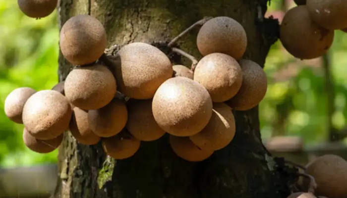 berkhasiat-dan-kaya-filosofi,-buah-ini-jadi-favorit-putri-keraton-yogyakarta